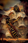 Wasps At Nest